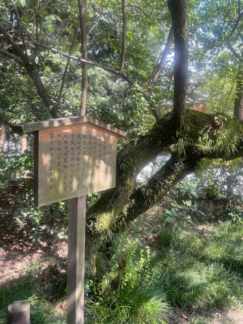 熱田神宮の古木